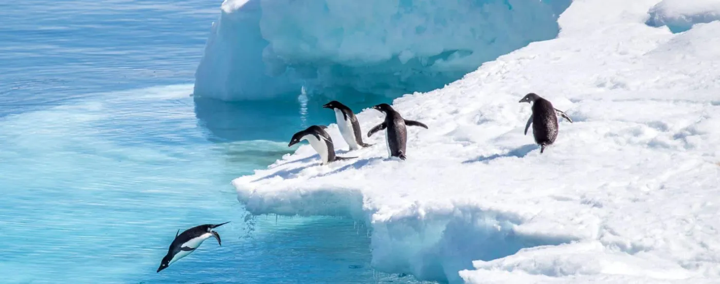 Icebergs in Antarctic waters