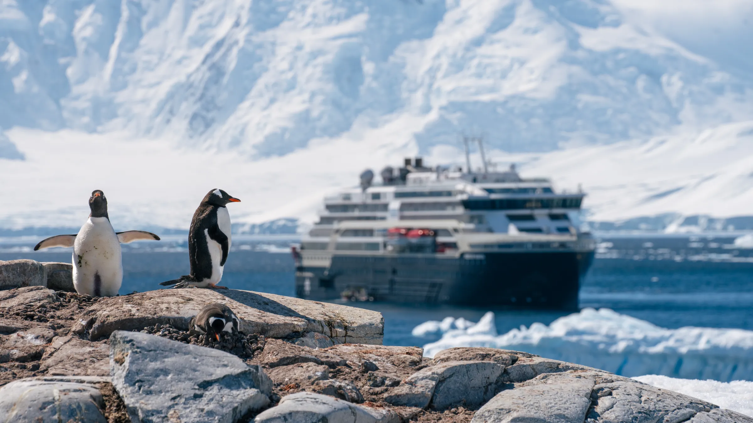 Gentoo penguins at Damoy Point in Antarctica with an HX expedition ship behind