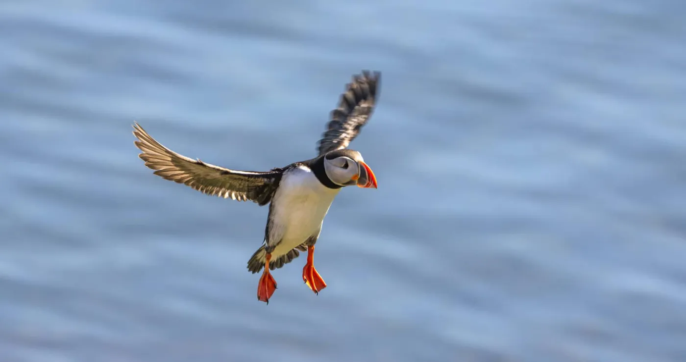 A puffin in flight over the sea in Alaska