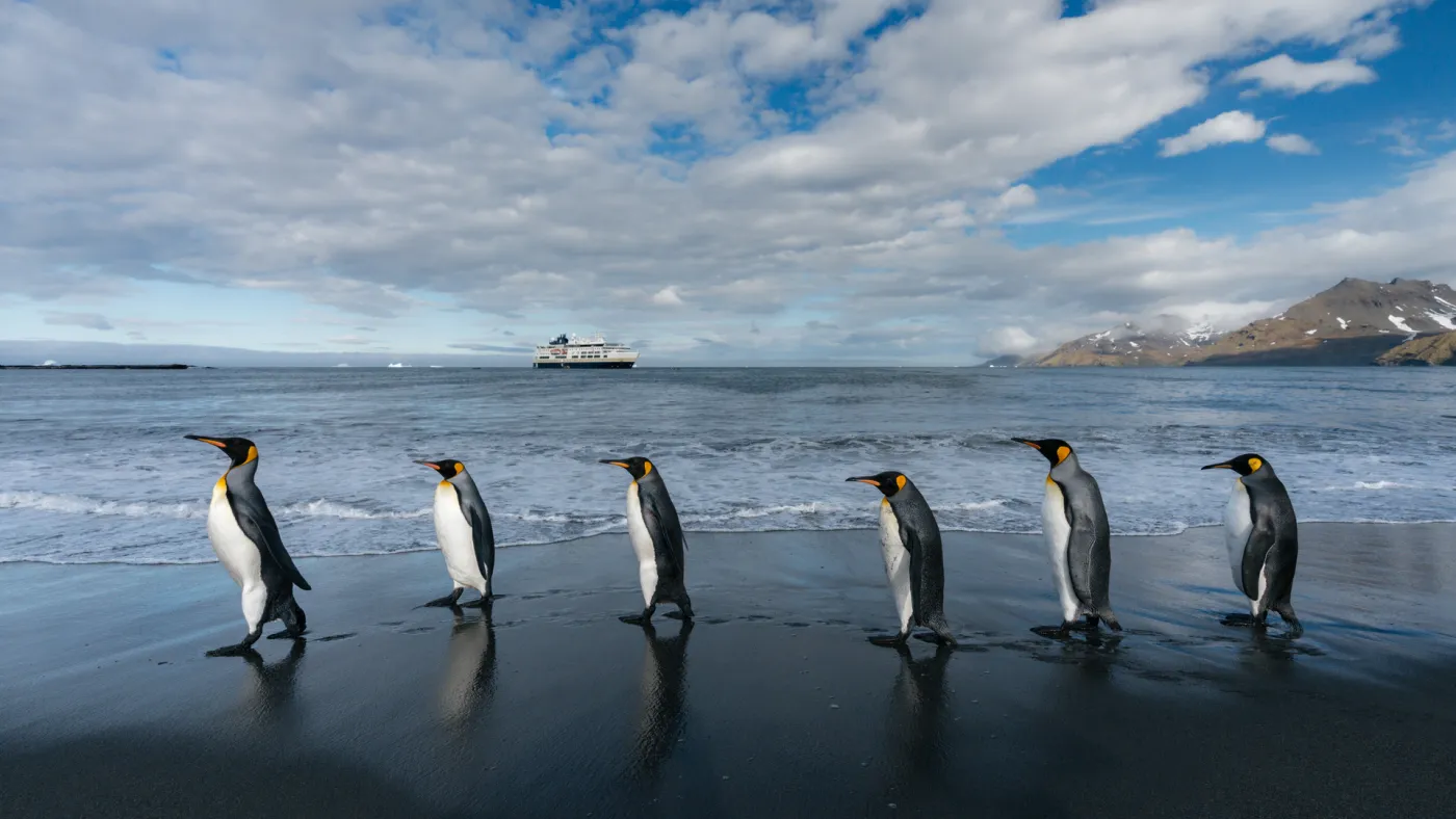 King penguins on the beach at St Andrews Bay, South Georgia